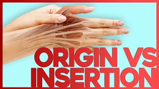 Origins, Insertions, Actions and Innervations Explained | Corporis