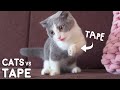 I Taped My Cats Paw Challenge!