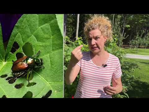 Vidéo: Coléoptères japonais sur les roses : comment contrôler les scarabées japonais sur les roses