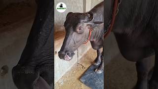 Murrah buffalo in china #buffalo #murrah #dairyfarming #facts