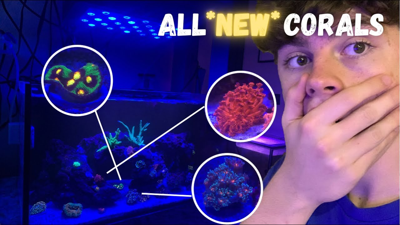 Adding *NEW* Corals to the NANO REEF TANK…(20 gallon nano reef tank ep 4)