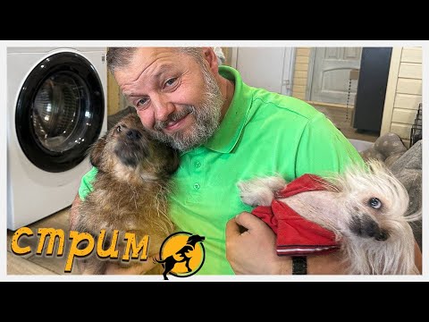 Вечерний стрим, отвечаем на ваши вопросы, делимся новостями 11.10.2025