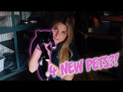 we-got-4-new-pets?!-|-farm