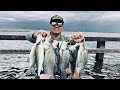 Giant Whitebass Roam this Flooded Bridge in Devils Lake, North Dakota