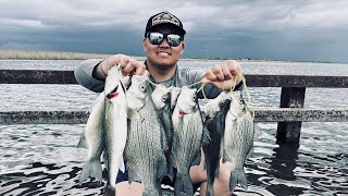 Giant Whitebass Roam this Flooded Bridge in Devils Lake, North Dakota