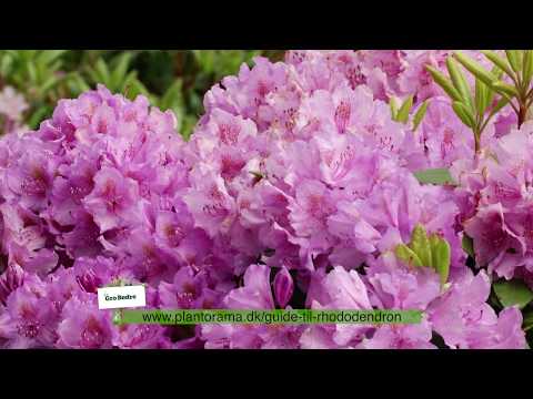 Video: Katevba Rhododendron: Plantning Og Pleje, Beskrivelse Af Sorterne 