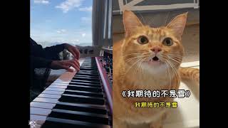 包子的唱歌🎤#catvideo #catsoftiktok #cat #curiosity #yun #tiktok #perte #萌宠出道计划 #上热门要流量 #猫咪