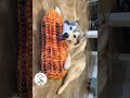 レシオ！ - LOL, So Smart Funny Dog Videos Compilations Funny Dog Shorts 🐶😂😂 -EPS581