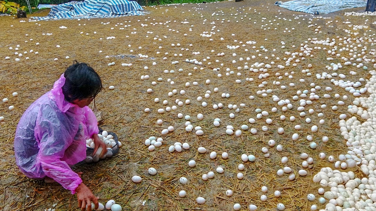 The duck | Theo Chân Đàn Vịt Đẻ gần 8000 Con trong 24 giờ Trời Mưa.Vietnamese Duck TV