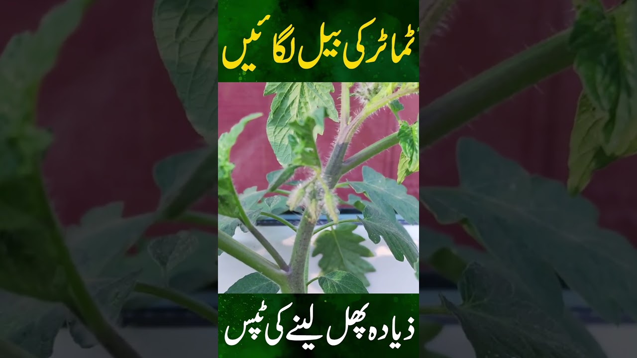 How to get more tomatoes from plants ? || Gardening With Javed Iqbal