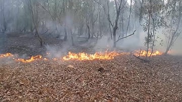 Nguy cơ cháy rừng bùng phát do nắng nóng kéo dài