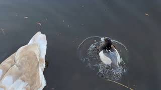 Tufted duck dives under a swan