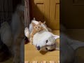 すごく仲良しな猫と犬