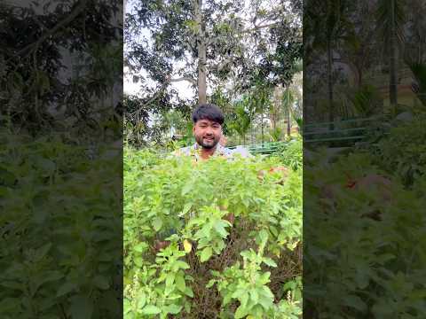 সব গাছ ছেড়ে আমার দিদার শখ এই তুলসী গাছের😄#vlog #shorts #plants #nursery #garden #minivlog #yt