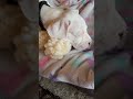 Halo Sleeping Dreamy Dogo Argentino