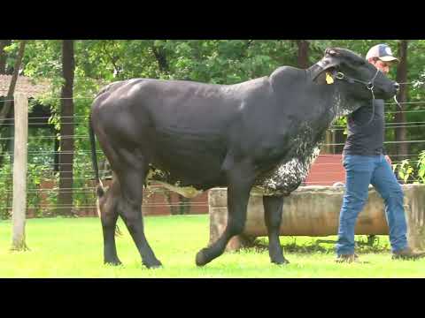 LOTE 3   CANTO PORTO   1383BQ
