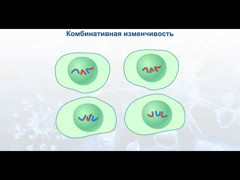 Комбинативная изменчивость.