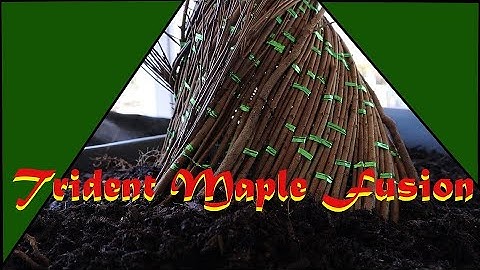 Trident Maple Fusion Part 2: Making the Tree