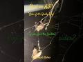 Boy O Boy This Spider is Serious 😱 Real or AI? Survival Mode😂 #boy #girl #subscribe #realorai