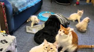 Невские маскарадные котята из питомника "Лунная Дымка" Невские маскарадные котята из питомника "Лунная Дымка"