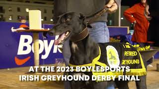 2023 BoyleSports Irish Greyhound Derby Final this Saturday 2nd September