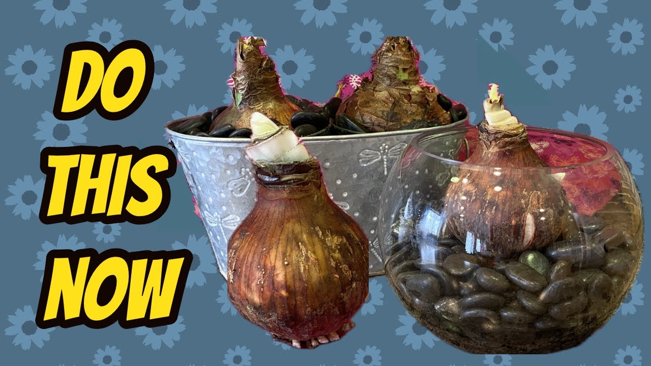 Forcing Amaryllis Blooms 2 Methods YouTube