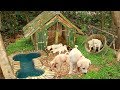 Build Mini Swimming Pool For Dogs And Build Bamboo Dogs House Build Mini Swimming Pool For Dogs And Build Bamboo Dogs House