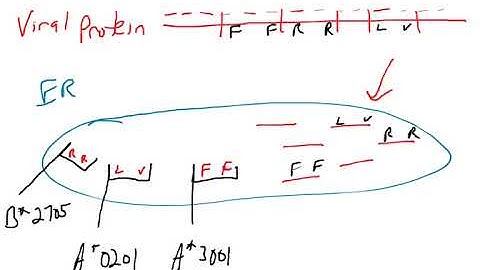 MHC I genes part 3 - HLA-B and HLA-C