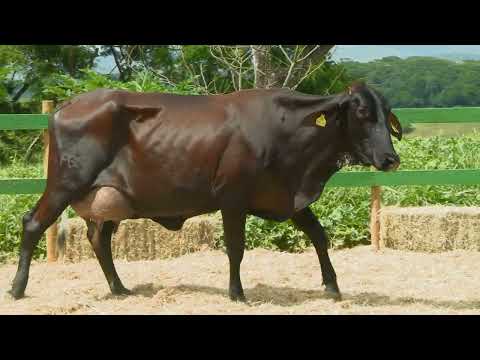 LOTE 8   FAZENDAS REUNIDAS FGS   3341CG