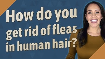 How do you get rid of fleas in human hair?