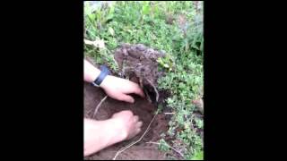Nantucket American Burying Beetle Profile