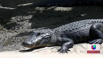 ¿Son comunes los cocodrilos en los Cayos de Florida?