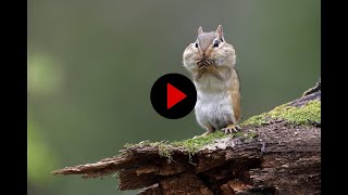Ninja-Chipmunk