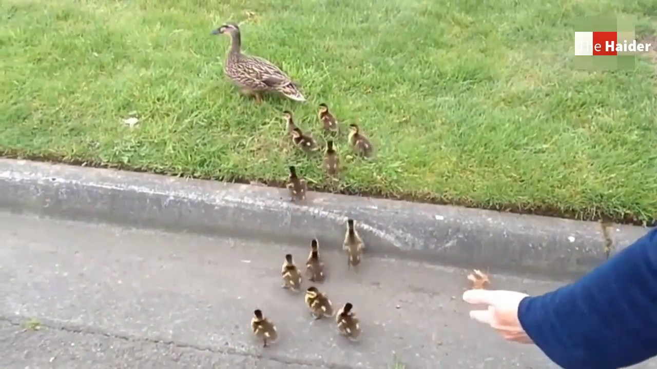 Cute Baby Ducks Crossing Road | Helped by Police