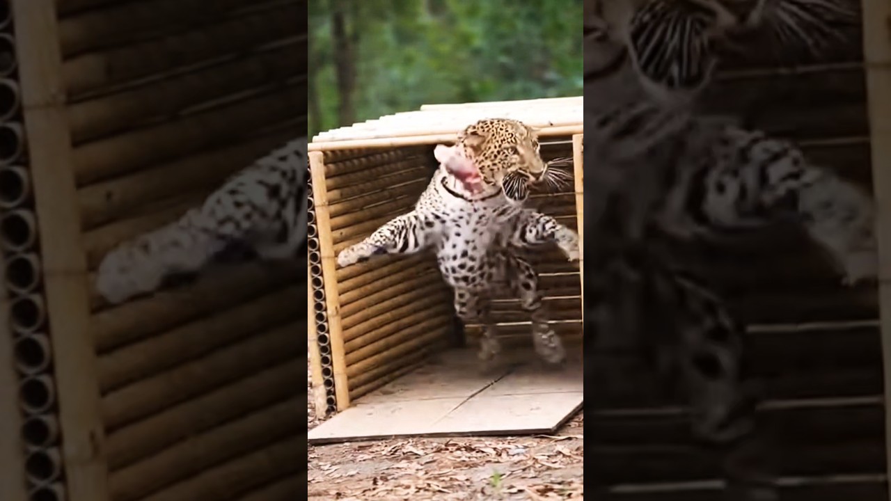 Traditional Bamboo Trap for Leopard: Watch till the end! 😲