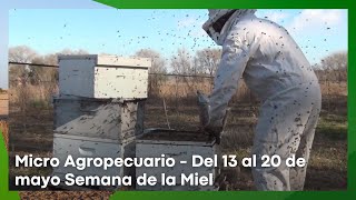 Micro Agropecuario - Del 13 al 20 de mayo Semana de la Miel