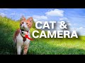 Solo adventure in cat vision  cat with camera insta360
