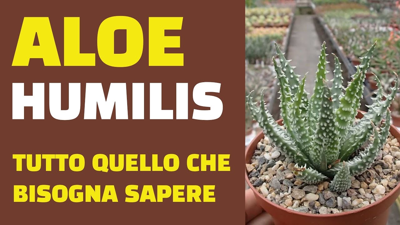 ALOE HUMILIS TUTTO QUELLO CHE BISOGNA SAPERE