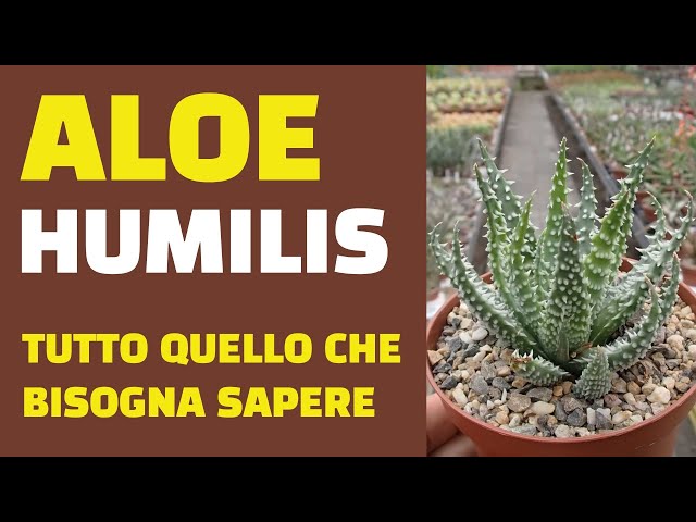 ALOE HUMILIS: EVERYTHING YOU NEED TO KNOW - YouTube