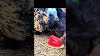 Tiny thief. Zero regrets. 🍉🐔 #chicken #homestead #animals #fyp #funny