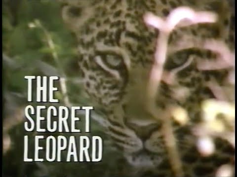 ナイルワニの最後の祝宴VHS NATIONAL GEOGRAPHIC VIDEO Gorilla