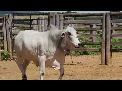 28 AgroBembom Lote28 LCFS 4429