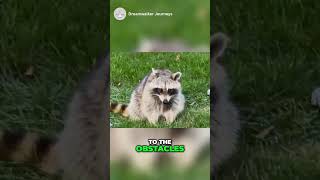 Spiritual Meaning of a Raccoon in Your Path #facts #spiritualmeaning