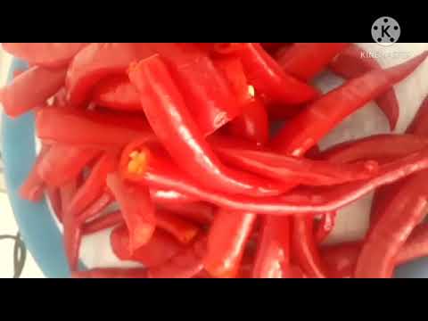 وصفه الفلفل الاحمر الغزاوي على اصوله من مطبخ ليالي اسطنبول