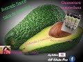 😍GUASACACA VENEZOLANA - La Reina de las Salsas [Guacamole Casero] 006