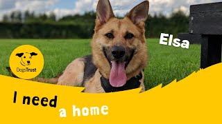 Belle The Fun-Loving German Shepherd Dogs Trust Loughborough