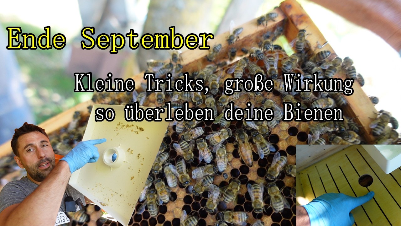 Imker-Notfall: So rette ich schwache Völker. Futtertaschen richtig nutzen, sonst ertrinken Bienen!