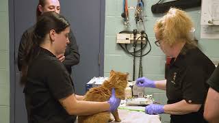 🐾 On Patrol with Macomb County Animal Control | Caring For Your Pet | Home Rescue | November 2023
