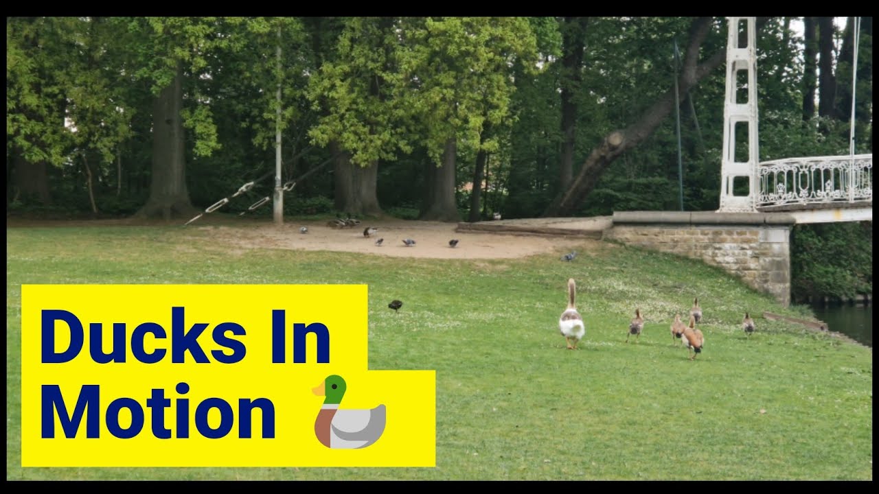 Ducks in Motion 🦆💦 |  A 46-Second Nature Escape