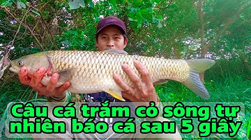 Mồi câu cá trắm cỏ tự nhiên lên cá trắm cỏ sau 5 giây | Tê Ta Vlog
